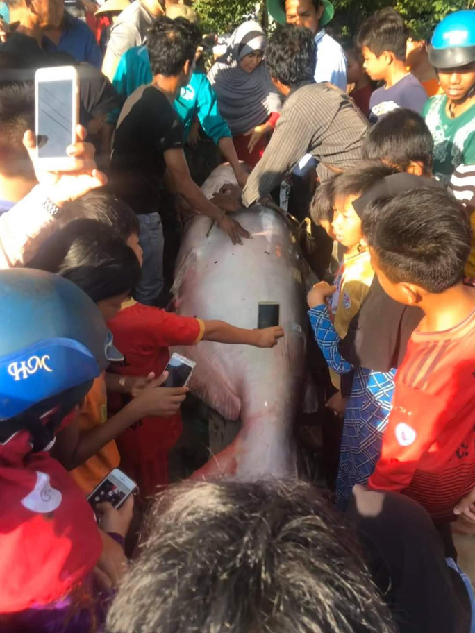 &ldquo;Qu&aacute;i ngư" 230kg tại s&ocirc;ng Hậu từng l&agrave;m r&uacute;ng động miền T&acirc;y, vừa k&eacute;o l&ecirc;n bờ đ&atilde; được b&aacute;n với gi&aacute; kh&ocirc;ng tưởng- Ảnh 3.