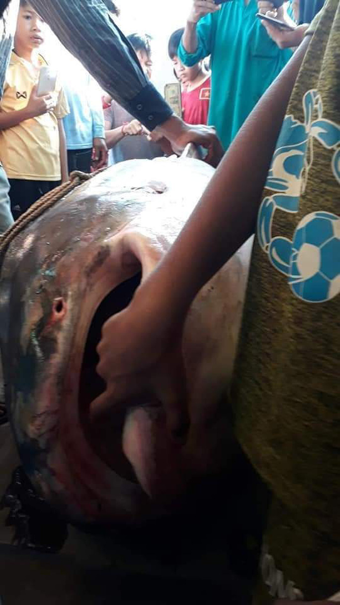 &ldquo;Qu&aacute;i ngư" 230kg tại s&ocirc;ng Hậu từng l&agrave;m r&uacute;ng động miền T&acirc;y, vừa k&eacute;o l&ecirc;n bờ đ&atilde; được b&aacute;n với gi&aacute; kh&ocirc;ng tưởng- Ảnh 2.