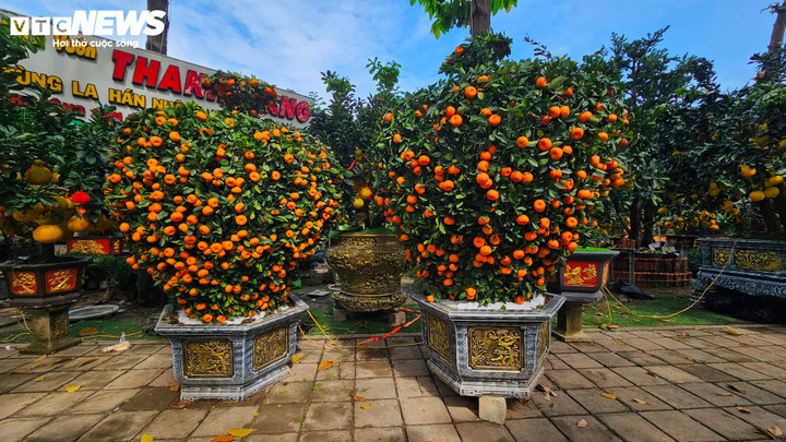 Cận cảnh chậu bưởi Diễn gi&aacute; 150 triệu đồng tại TP.HCM- Ảnh 12.