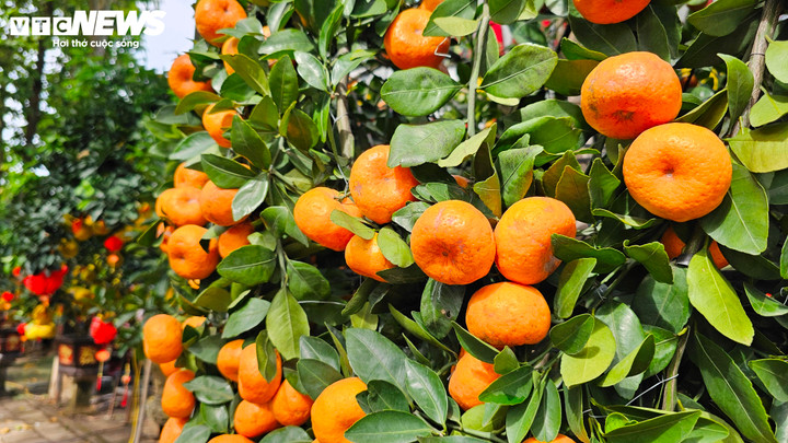 Cận cảnh chậu bưởi Diễn gi&aacute; 150 triệu đồng tại TP.HCM- Ảnh 13.