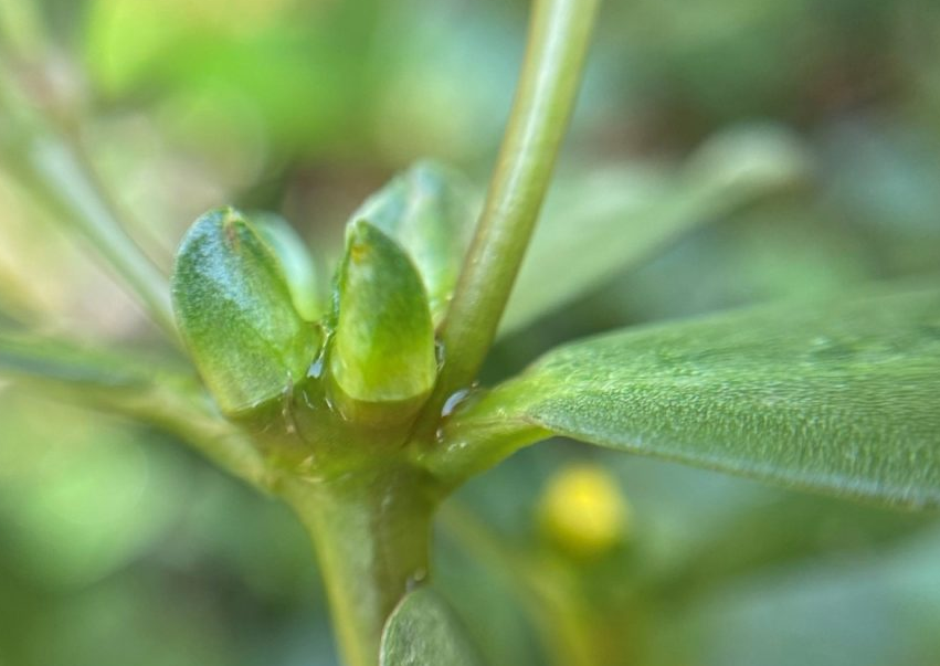 Phát minh "như khoa học viễn tưởng" này có thể dậy sóng ngành hàng không toàn cầu- Ảnh 2. Phát minh