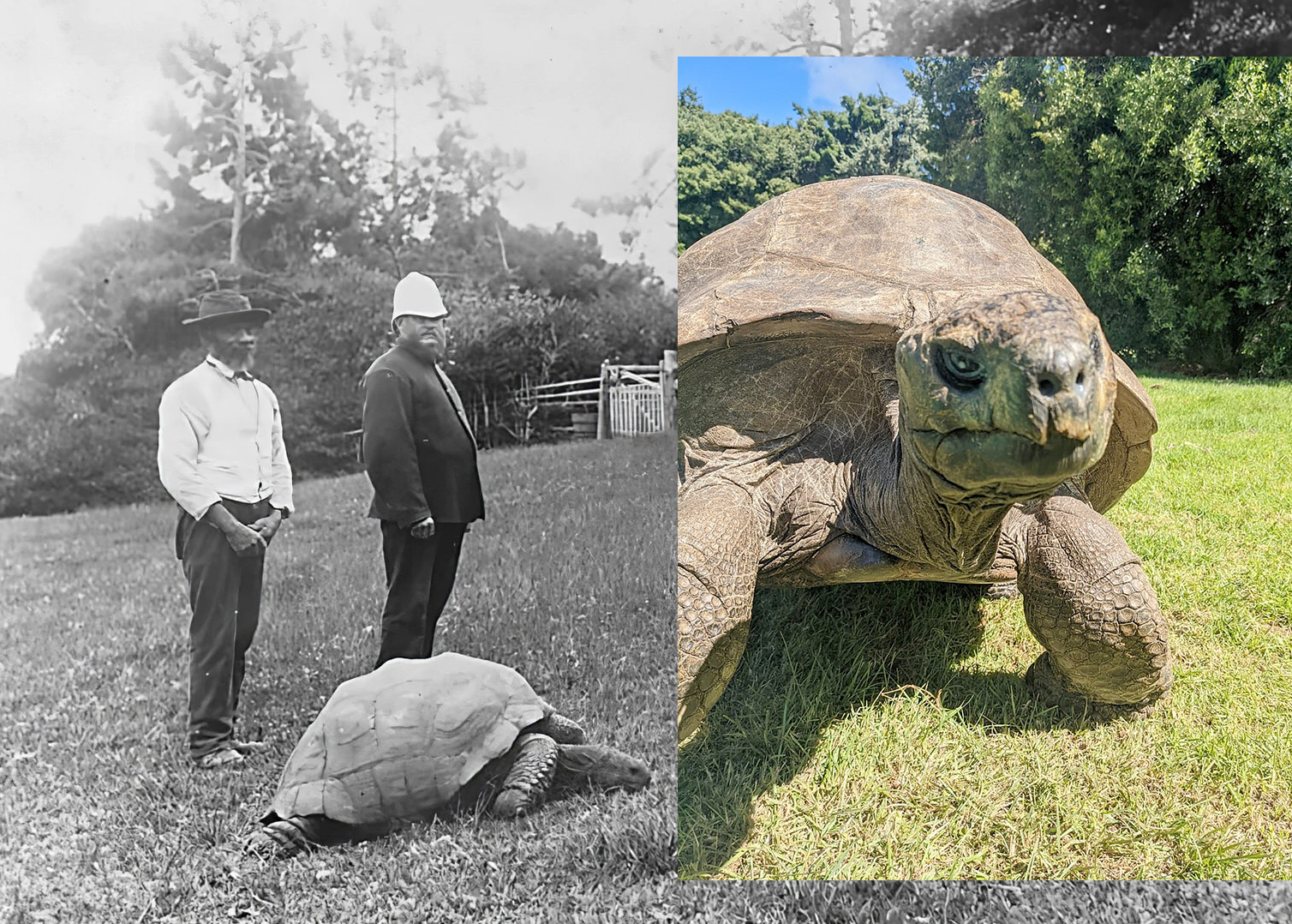 Con vật gi&agrave; nhất h&agrave;nh tinh- Ảnh 1.