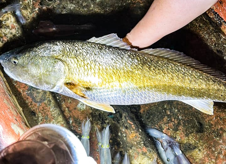 Việt Nam sở hữu lo&agrave;i c&aacute; vảy v&agrave;ng cực đẹp, "b&aacute;u vật" thực sự nằm trong khoang bụng gi&aacute; 1,4 tỷ đồng/kg- Ảnh 1.