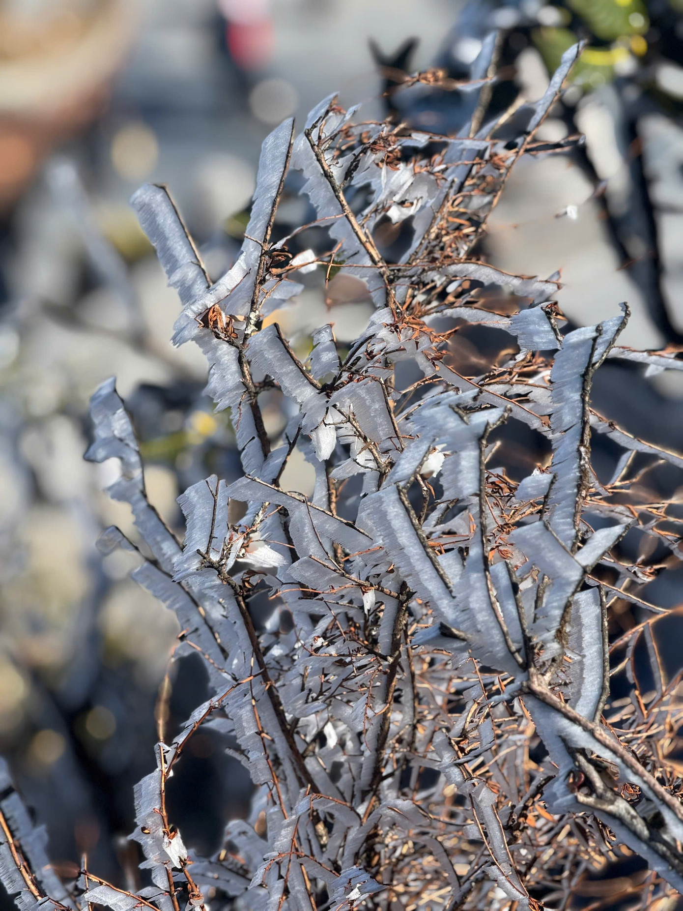 Băng tuyết trắng x&oacute;a tr&ecirc;n đỉnh Fansipan- Ảnh 4.