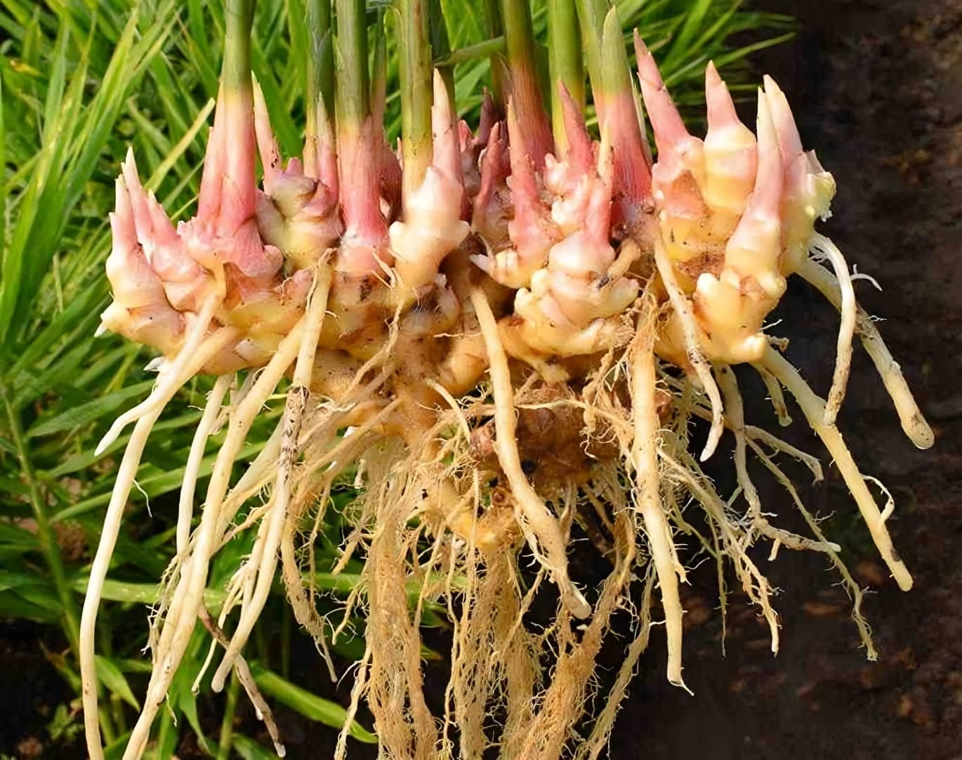 Loại củ được v&iacute; như &ldquo;nh&acirc;n s&acirc;m rau củ&rdquo;: Gi&aacute; rẻ, dễ mua tốt cho l&aacute; l&aacute;ch v&agrave; hệ miễn dịch- Ảnh 1.