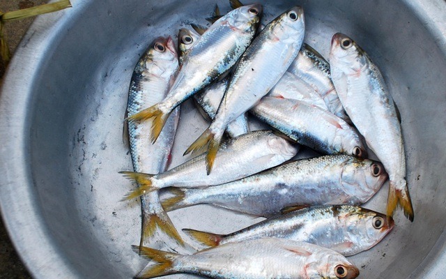 Loài cá được khen 