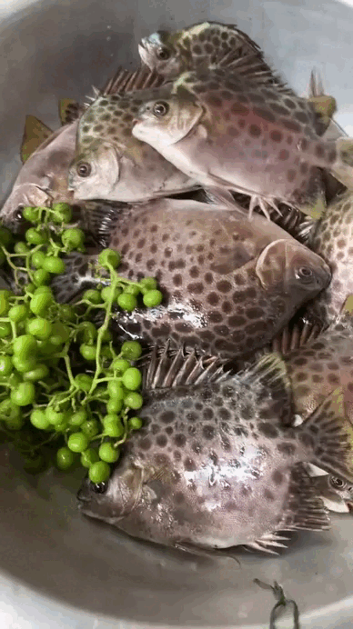 Lo&agrave;i c&aacute; đặc sản miền T&acirc;y, cả nước săn l&ugrave;ng- Ảnh 3.