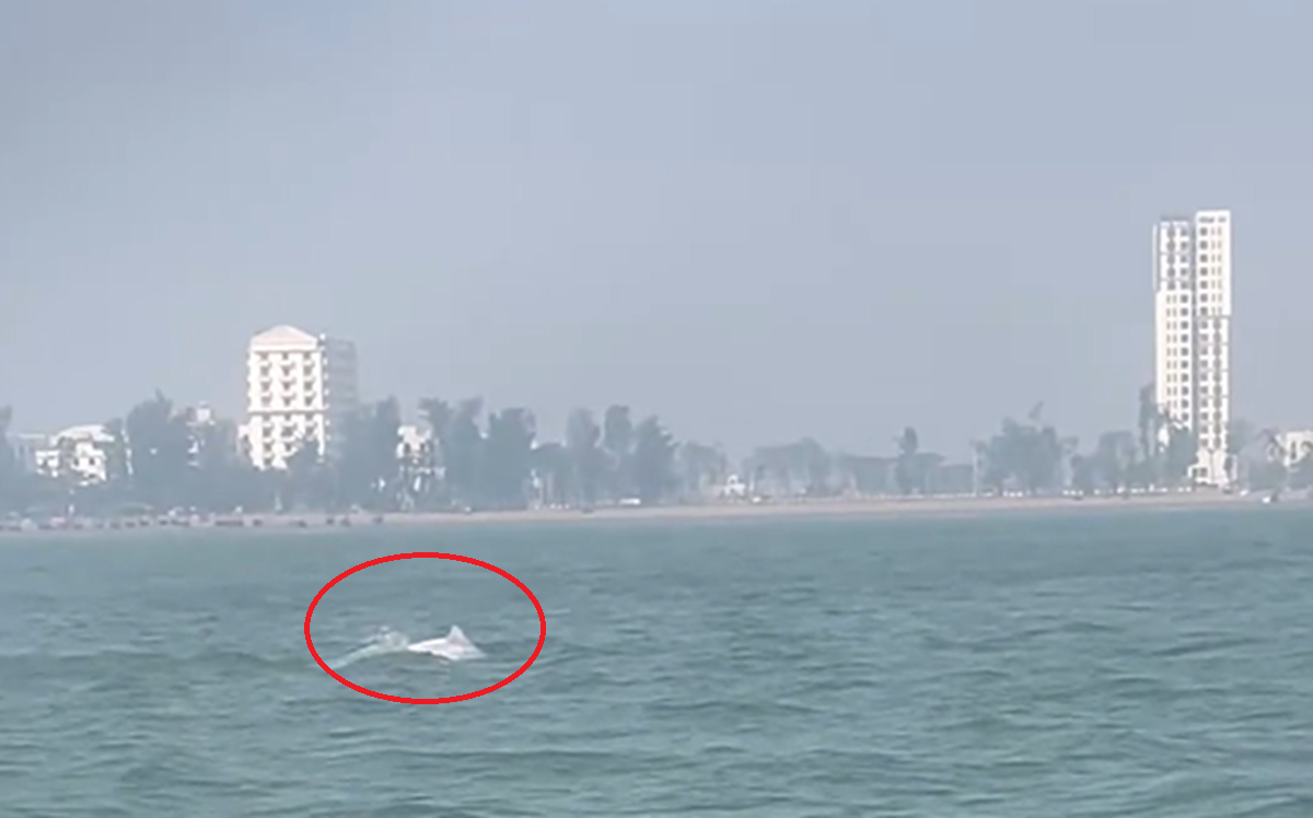 VIDEO: Đàn cá heo trắng "nhảy múa" ở biển Sầm Sơn- Ảnh 1. VIDEO: Đàn cá heo trắng "nhảy múa" ở biển Sầm Sơn- Ảnh 1.