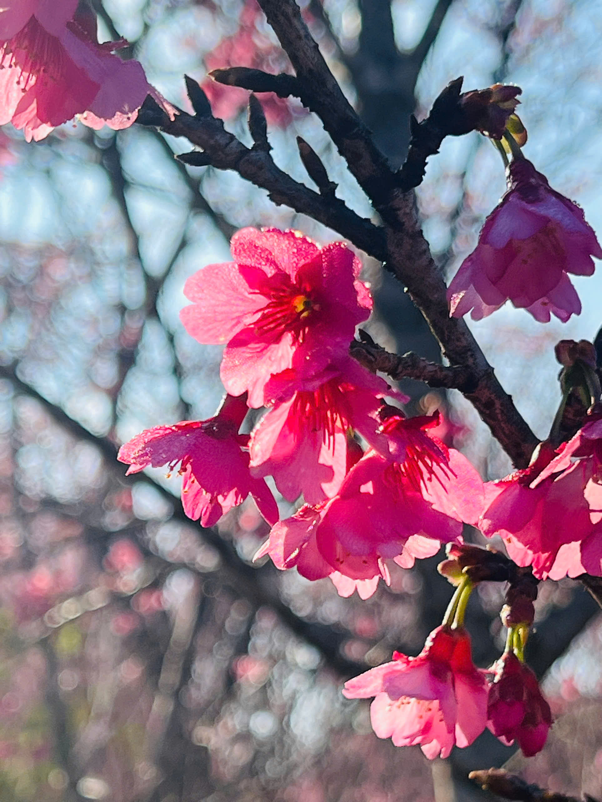 Điện Bi&ecirc;n: Hơn 300.000 gốc anh đ&agrave;o khoe sắc rực rỡ giữa l&ograve;ng hồ P&aacute; Khoang- Ảnh 5.