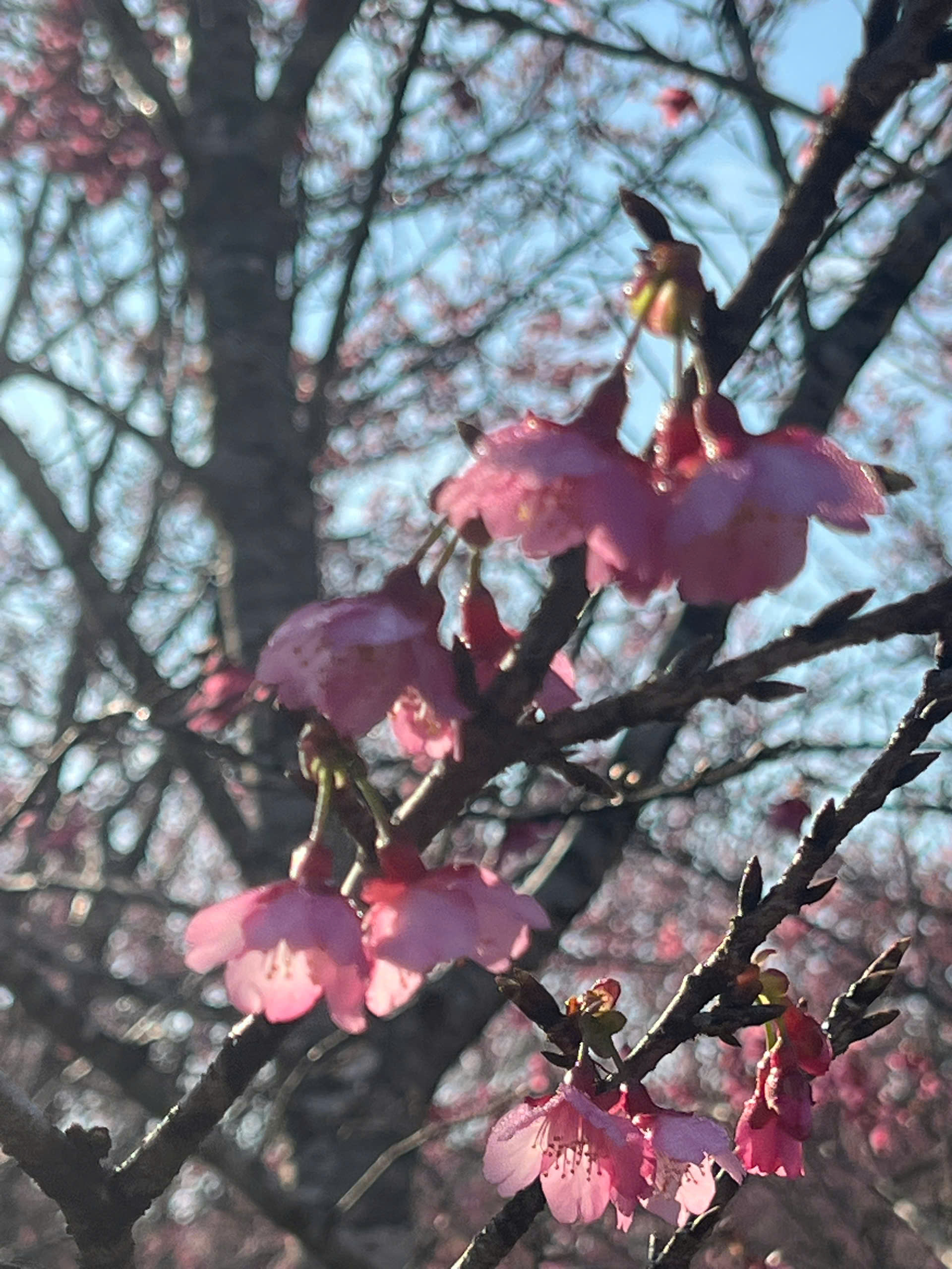 Điện Bi&ecirc;n: Hơn 300.000 gốc anh đ&agrave;o khoe sắc rực rỡ giữa l&ograve;ng hồ P&aacute; Khoang- Ảnh 6.