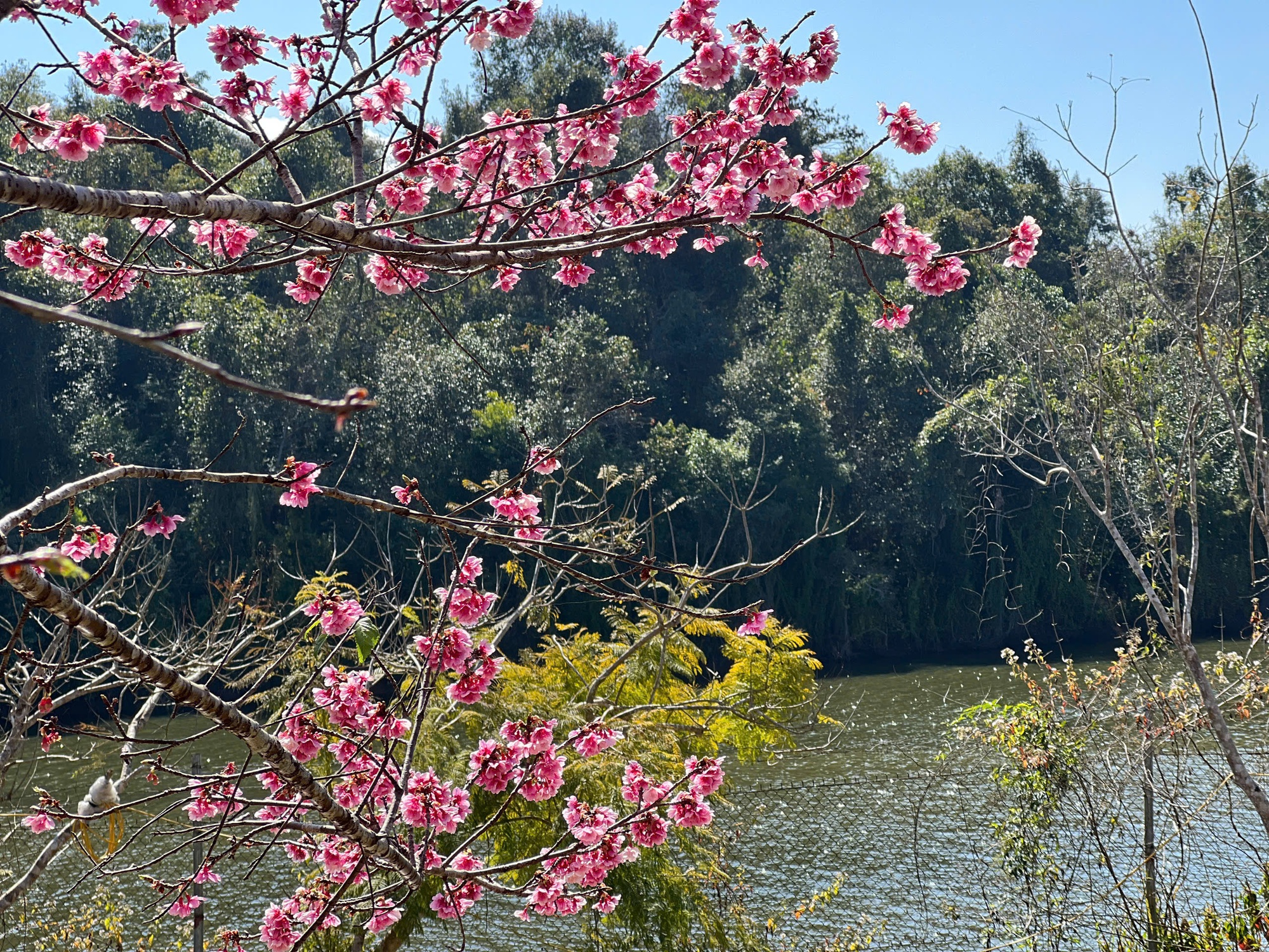 Điện Bi&ecirc;n: Hơn 300.000 gốc anh đ&agrave;o khoe sắc rực rỡ giữa l&ograve;ng hồ P&aacute; Khoang- Ảnh 7.