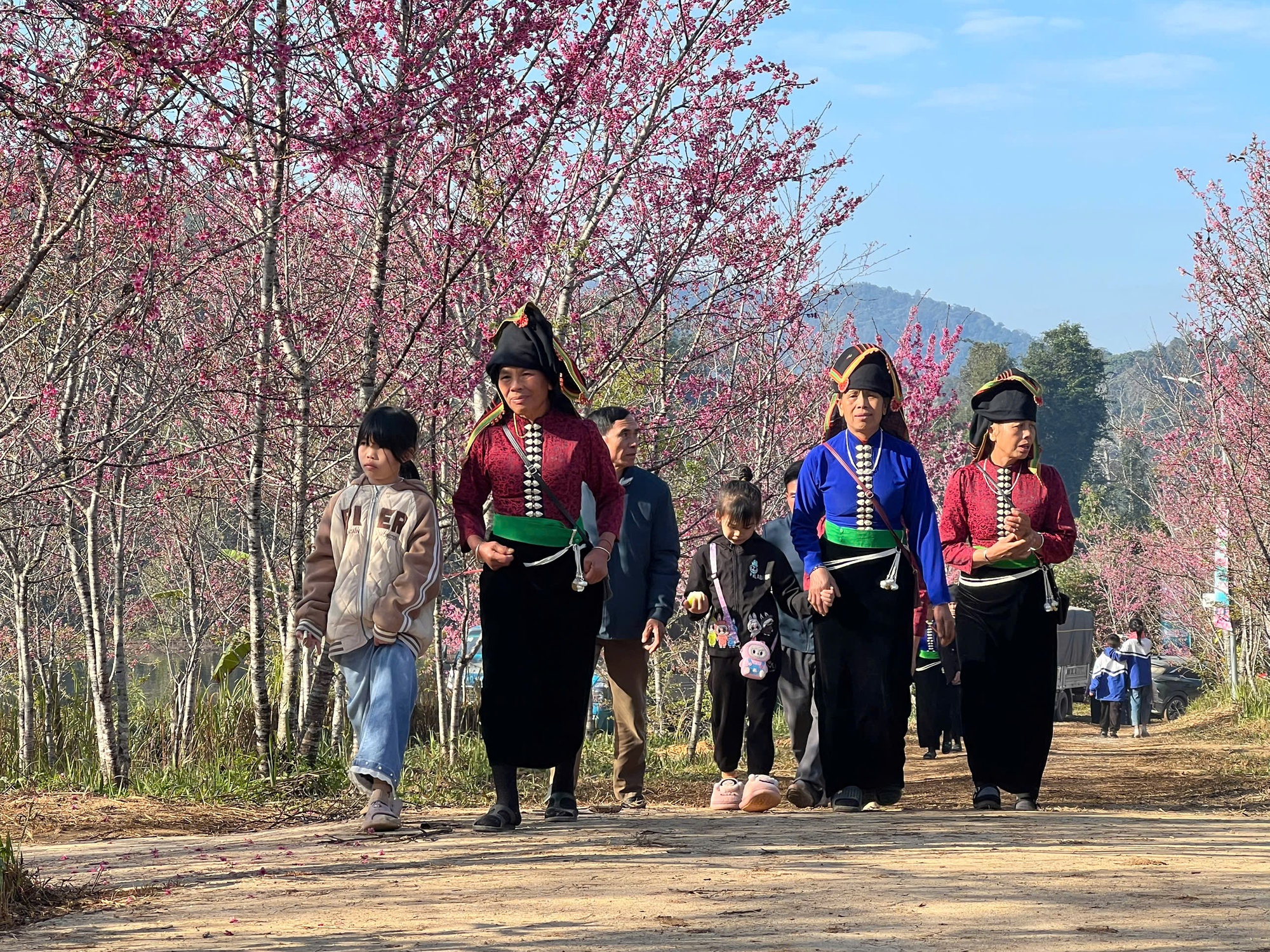 Điện Bi&ecirc;n: Hơn 300.000 gốc anh đ&agrave;o khoe sắc rực rỡ giữa l&ograve;ng hồ P&aacute; Khoang- Ảnh 4.