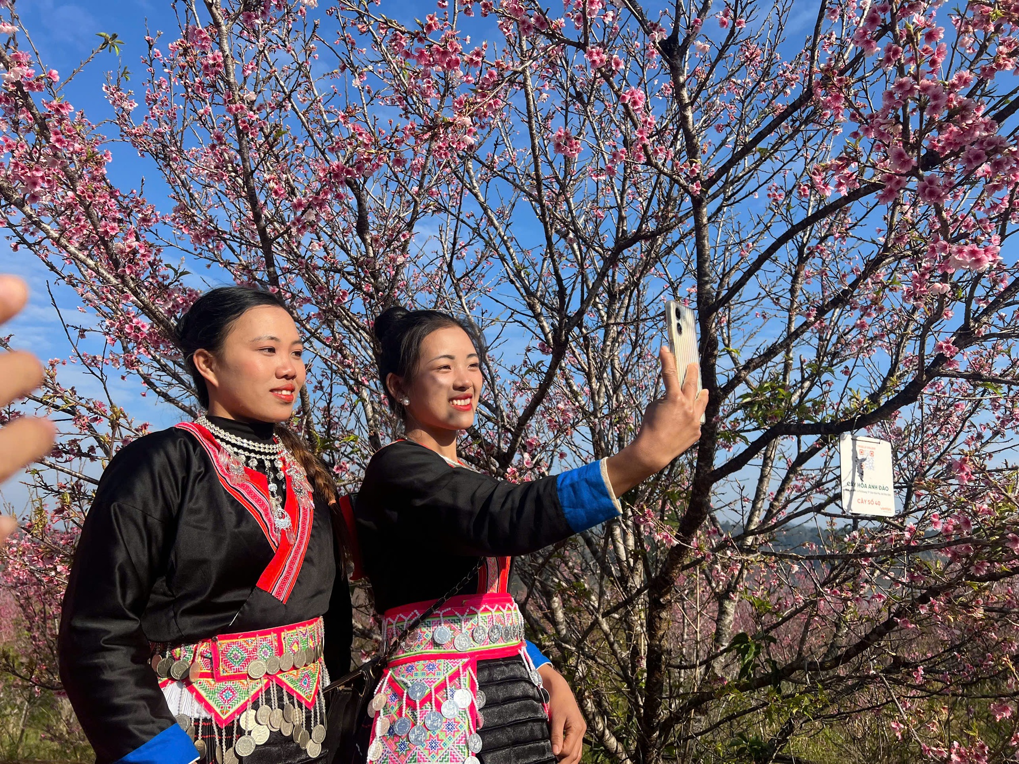 Điện Bi&ecirc;n: Hơn 300.000 gốc anh đ&agrave;o khoe sắc rực rỡ giữa l&ograve;ng hồ P&aacute; Khoang- Ảnh 2.