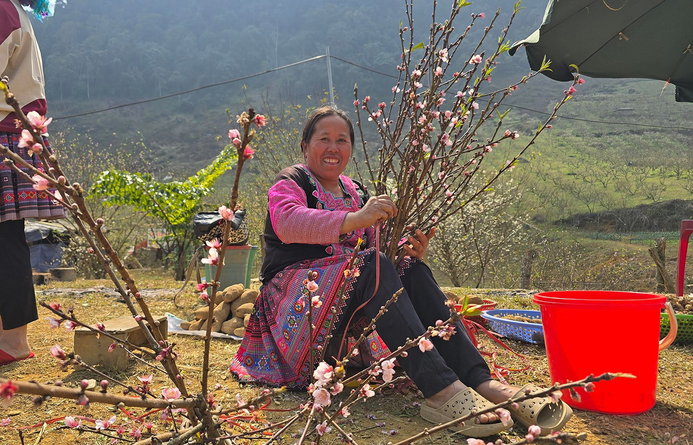 Đ&agrave;o, mận Mộc Ch&acirc;u h&uacute;t kh&aacute;ch chơi Tết sớm- Ảnh 11.