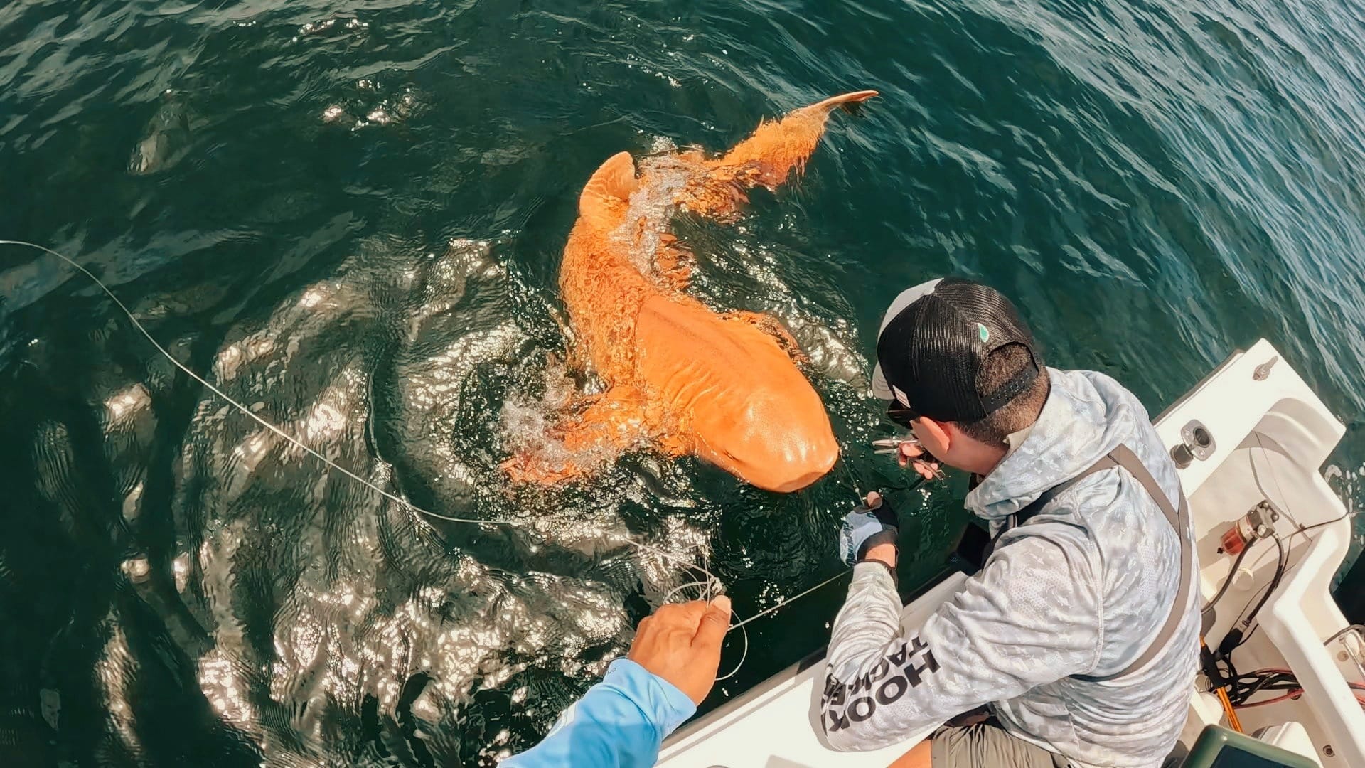 Cá mập vàng rực ngoài khơi Costa Rica khiến giới khoa học kinh ngạc về đột biến sắc tố hiếm gặp- Ảnh 4. Cá mập vàng rực ngoài khơi Costa Rica khiến giới khoa học kinh ngạc về đột biến sắc tố hiếm gặp- Ảnh 4.