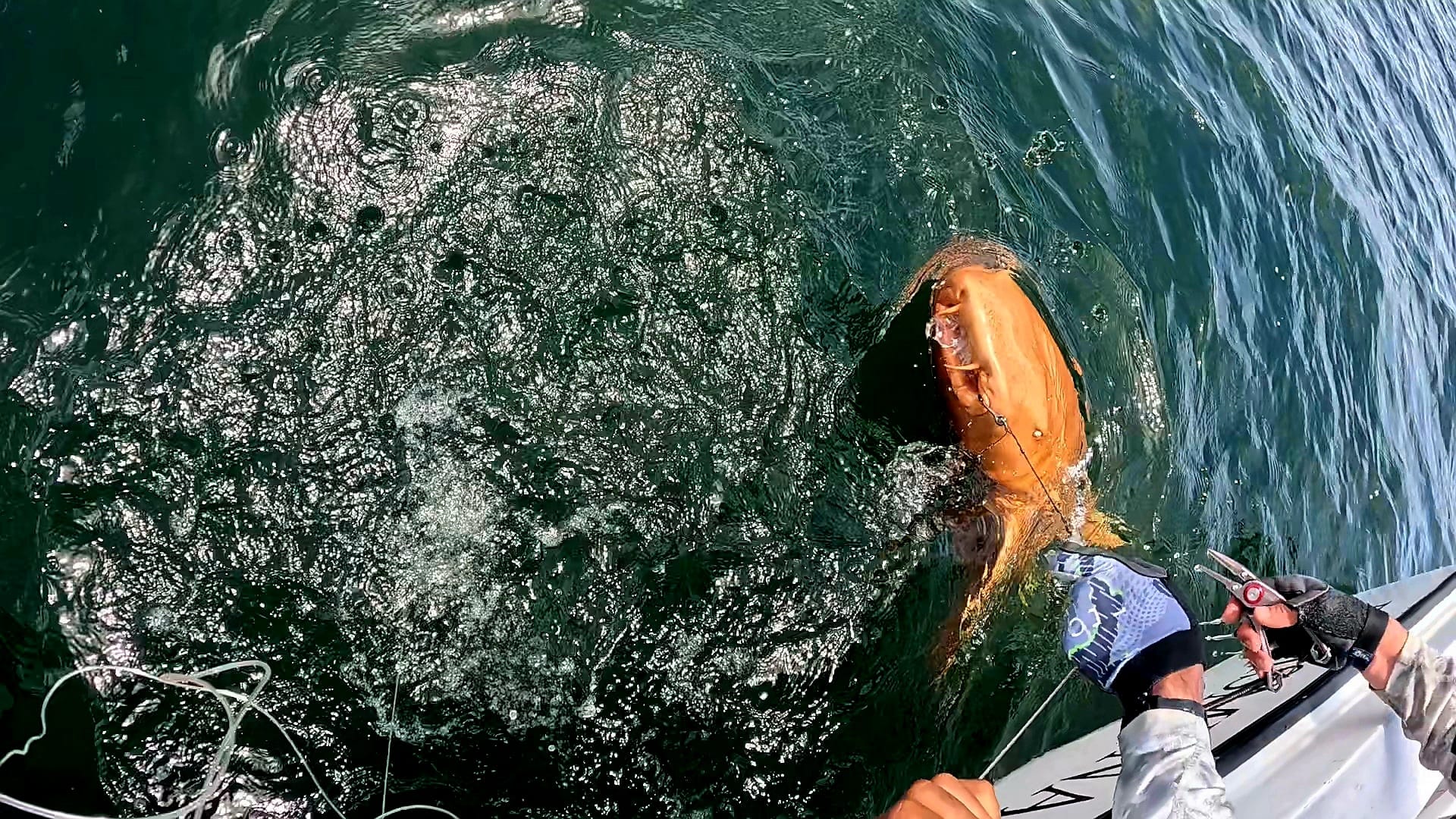 Cá mập vàng rực ngoài khơi Costa Rica khiến giới khoa học kinh ngạc về đột biến sắc tố hiếm gặp- Ảnh 1. Cá mập vàng rực ngoài khơi Costa Rica khiến giới khoa học kinh ngạc về đột biến sắc tố hiếm gặp- Ảnh 1.