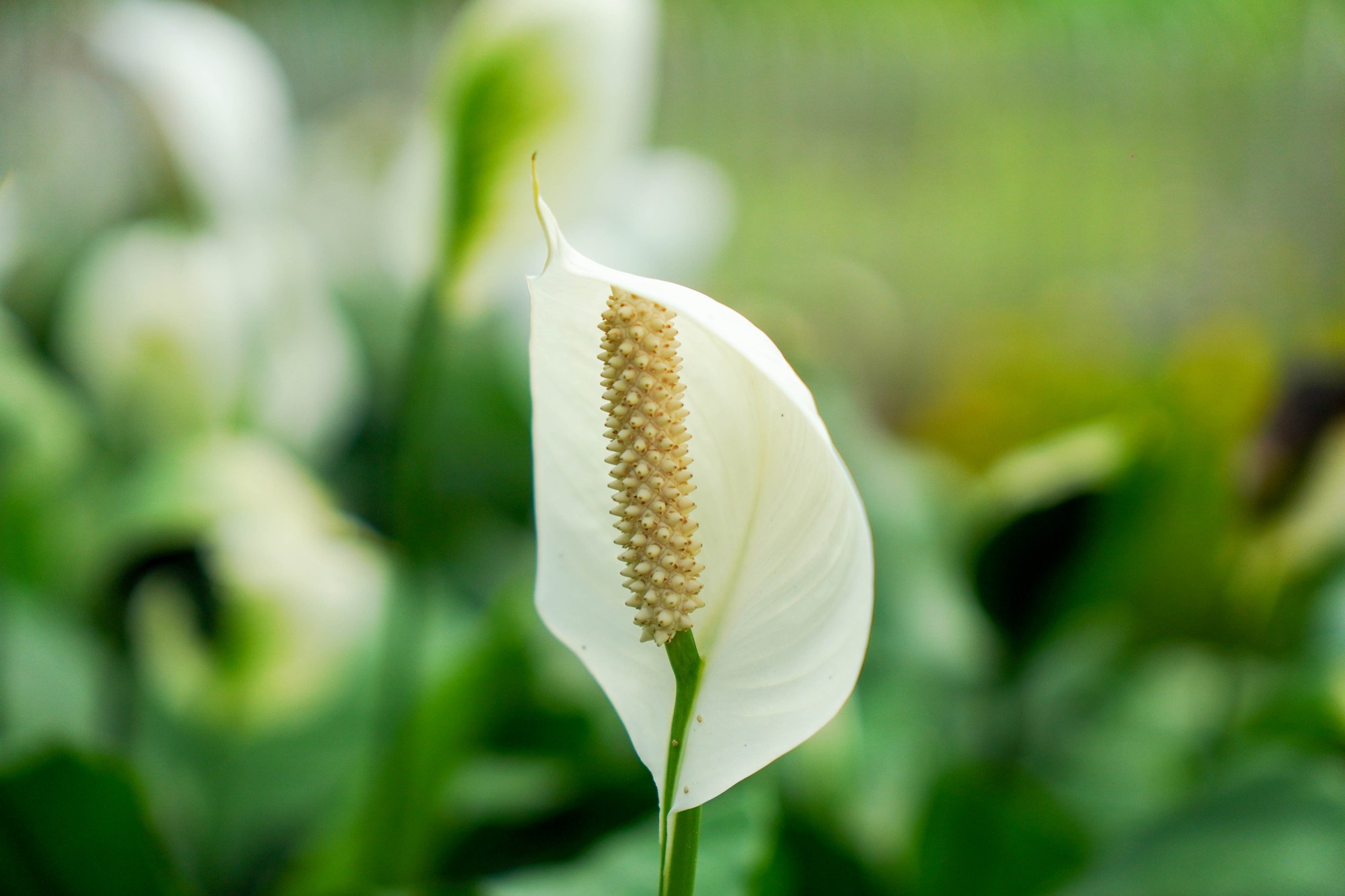 Trường c&ocirc;ng lập g&igrave; m&agrave; như resort thế n&agrave;y? G&oacute;c n&agrave;o cũng đầy chất thơ khiến hơn 5 ngh&igrave;n người phải v&agrave;o xu&yacute;t xoa hết cỡ- Ảnh 22.