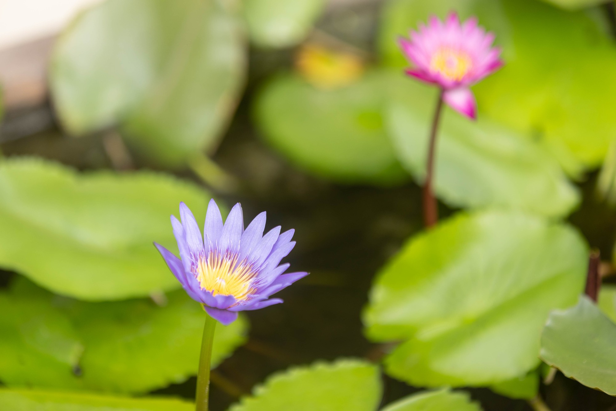 Trường c&ocirc;ng lập g&igrave; m&agrave; như resort thế n&agrave;y? G&oacute;c n&agrave;o cũng đầy chất thơ khiến hơn 5 ngh&igrave;n người phải v&agrave;o xu&yacute;t xoa hết cỡ- Ảnh 10.