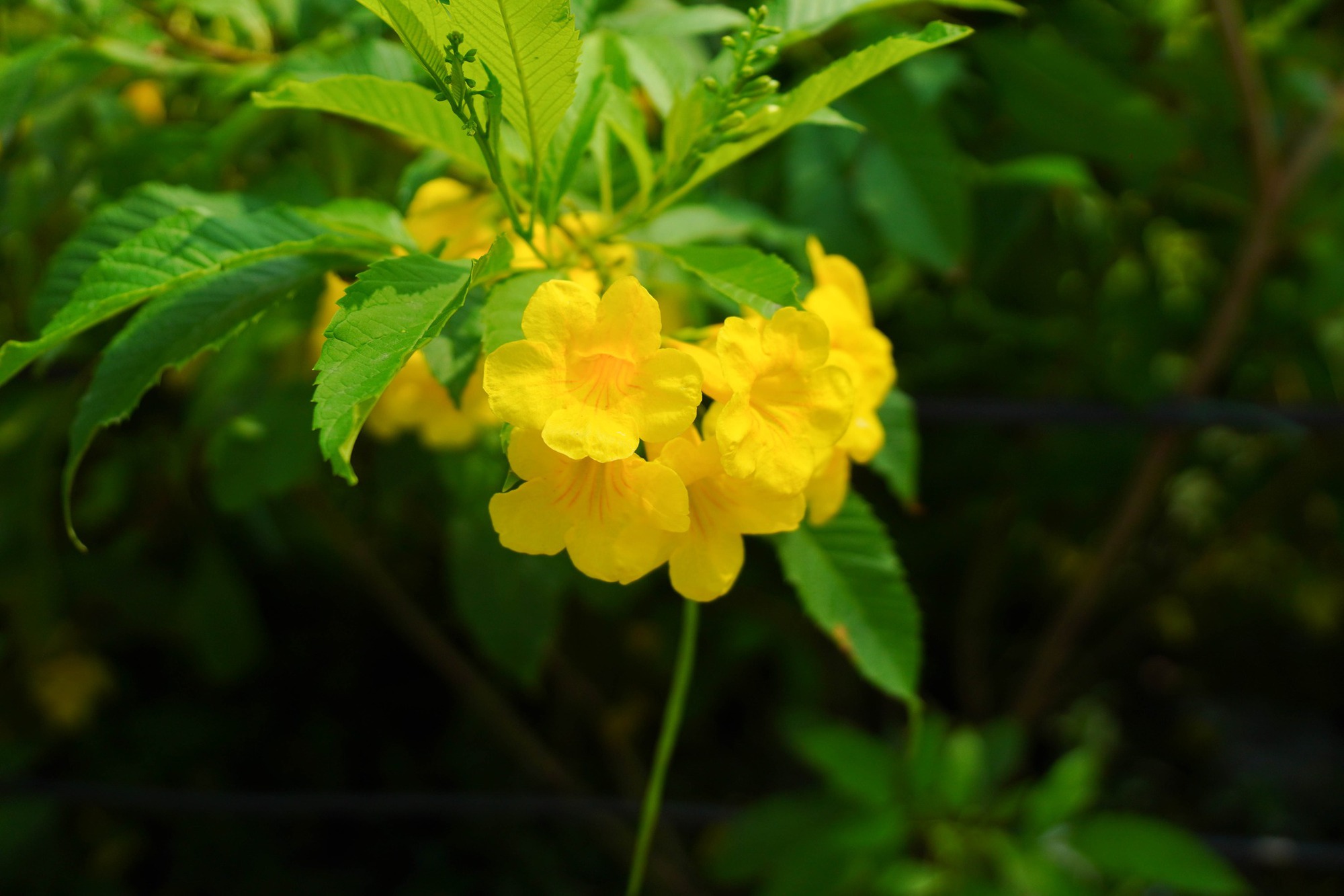 Trường c&ocirc;ng lập g&igrave; m&agrave; như resort thế n&agrave;y? G&oacute;c n&agrave;o cũng đầy chất thơ khiến hơn 5 ngh&igrave;n người phải v&agrave;o xu&yacute;t xoa hết cỡ- Ảnh 13.