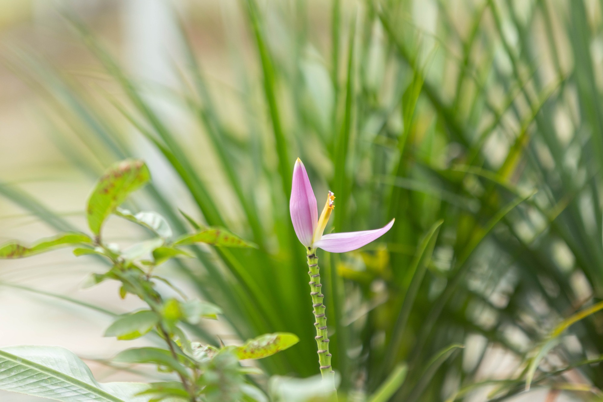 Trường c&ocirc;ng lập g&igrave; m&agrave; như resort thế n&agrave;y? G&oacute;c n&agrave;o cũng đầy chất thơ khiến hơn 5 ngh&igrave;n người phải v&agrave;o xu&yacute;t xoa hết cỡ- Ảnh 12.