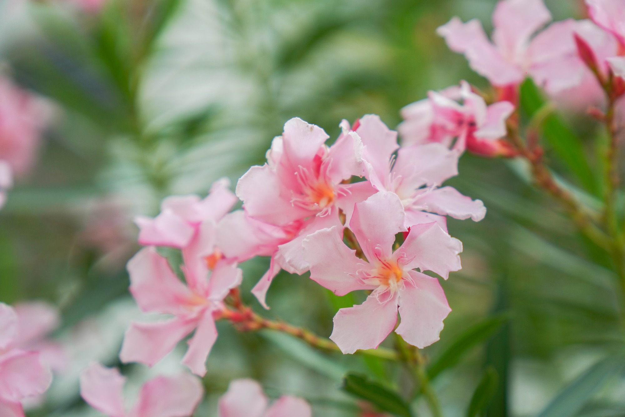 Trường c&ocirc;ng lập g&igrave; m&agrave; như resort thế n&agrave;y? G&oacute;c n&agrave;o cũng đầy chất thơ khiến hơn 5 ngh&igrave;n người phải v&agrave;o xu&yacute;t xoa hết cỡ- Ảnh 24.