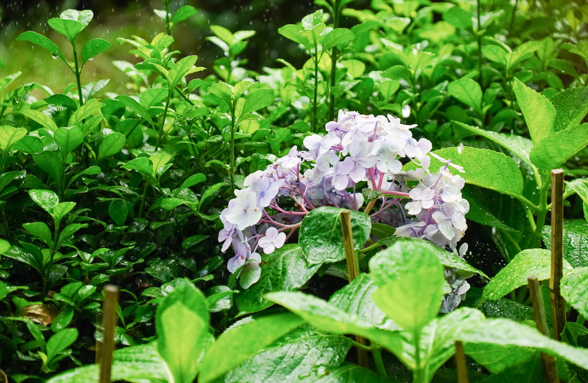 Trường c&ocirc;ng lập g&igrave; m&agrave; như resort thế n&agrave;y? G&oacute;c n&agrave;o cũng đầy chất thơ khiến hơn 5 ngh&igrave;n người phải v&agrave;o xu&yacute;t xoa hết cỡ- Ảnh 18.