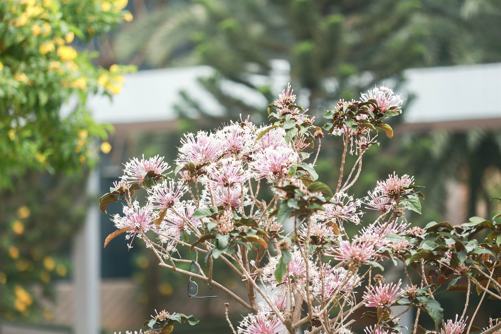 Trường c&ocirc;ng lập g&igrave; m&agrave; như resort thế n&agrave;y? G&oacute;c n&agrave;o cũng đầy chất thơ khiến hơn 5 ngh&igrave;n người phải v&agrave;o xu&yacute;t xoa hết cỡ- Ảnh 19.