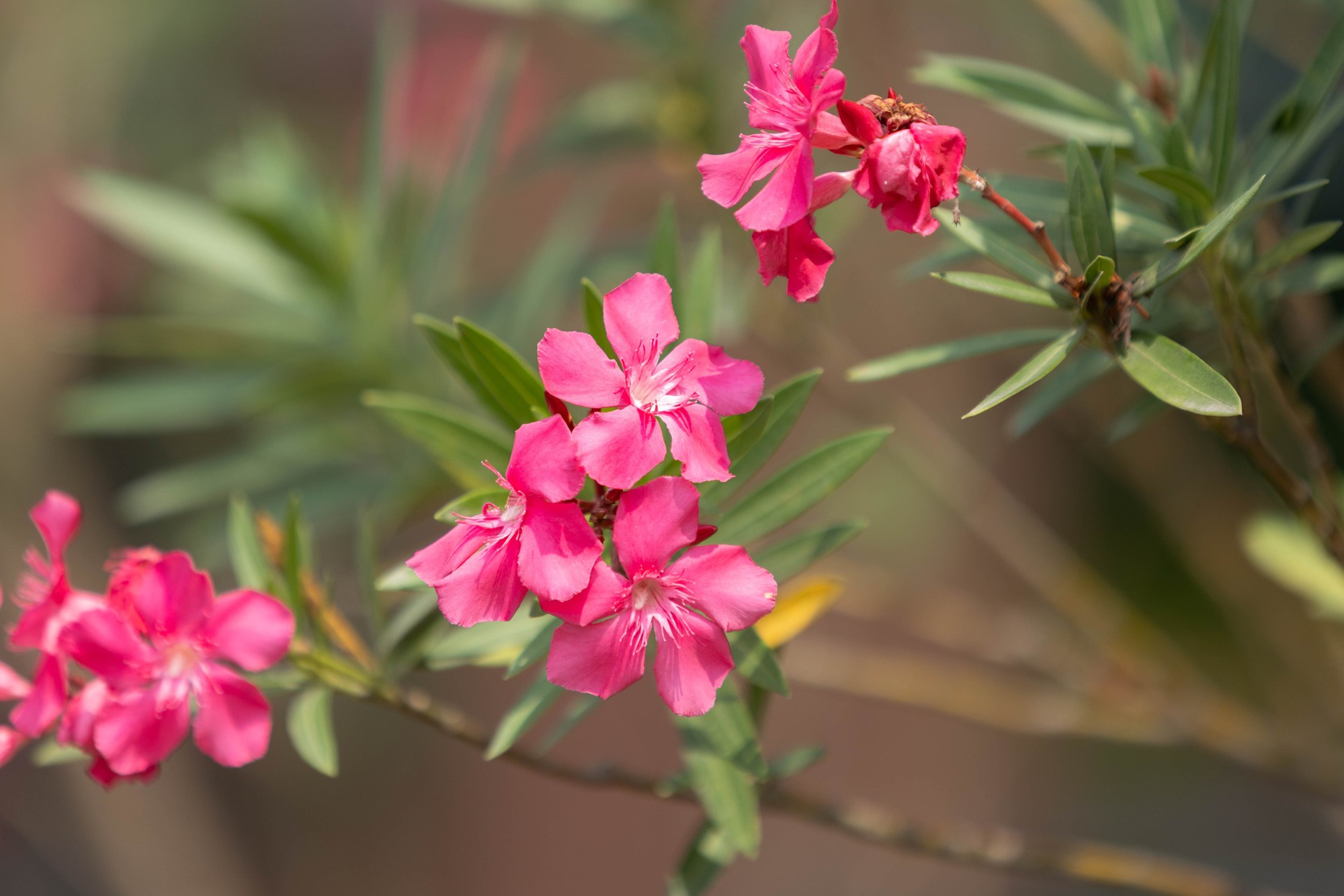 Trường c&ocirc;ng lập g&igrave; m&agrave; như resort thế n&agrave;y? G&oacute;c n&agrave;o cũng đầy chất thơ khiến hơn 5 ngh&igrave;n người phải v&agrave;o xu&yacute;t xoa hết cỡ- Ảnh 14.