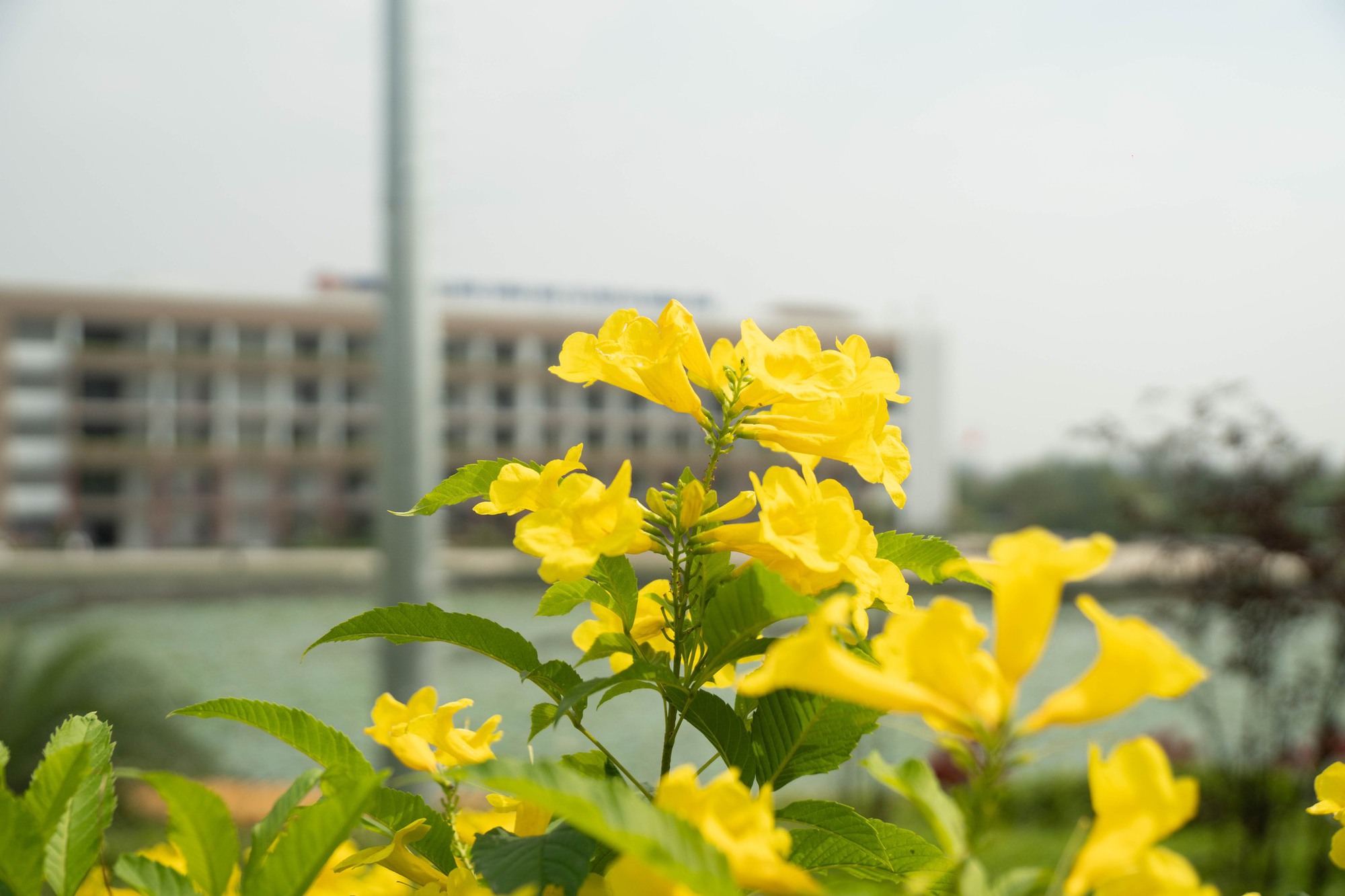 Trường c&ocirc;ng lập g&igrave; m&agrave; như resort thế n&agrave;y? G&oacute;c n&agrave;o cũng đầy chất thơ khiến hơn 5 ngh&igrave;n người phải v&agrave;o xu&yacute;t xoa hết cỡ- Ảnh 23.