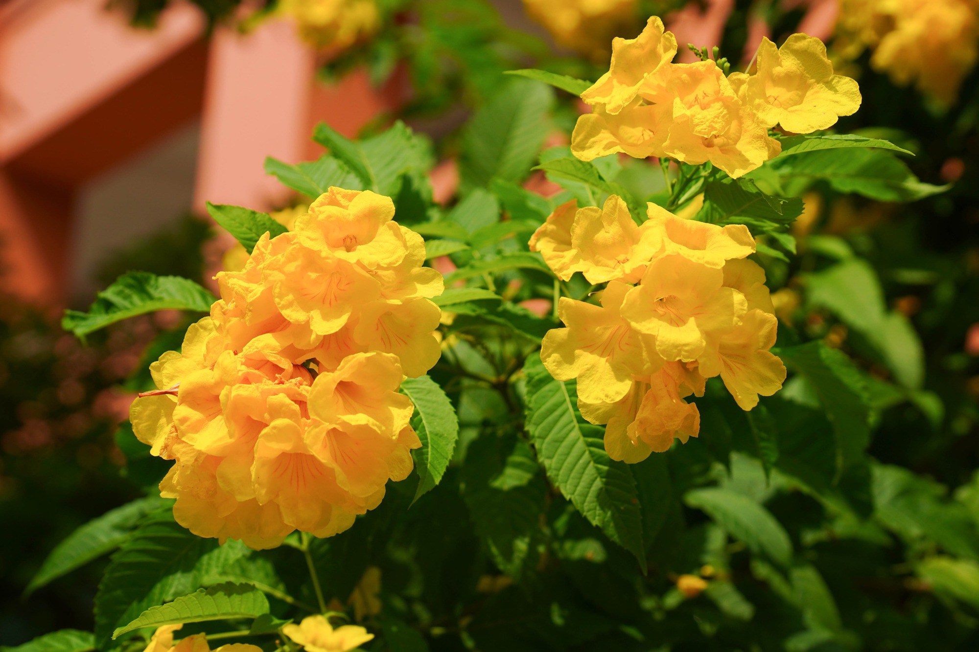 Trường c&ocirc;ng lập g&igrave; m&agrave; như resort thế n&agrave;y? G&oacute;c n&agrave;o cũng đầy chất thơ khiến hơn 5 ngh&igrave;n người phải v&agrave;o xu&yacute;t xoa hết cỡ- Ảnh 20.