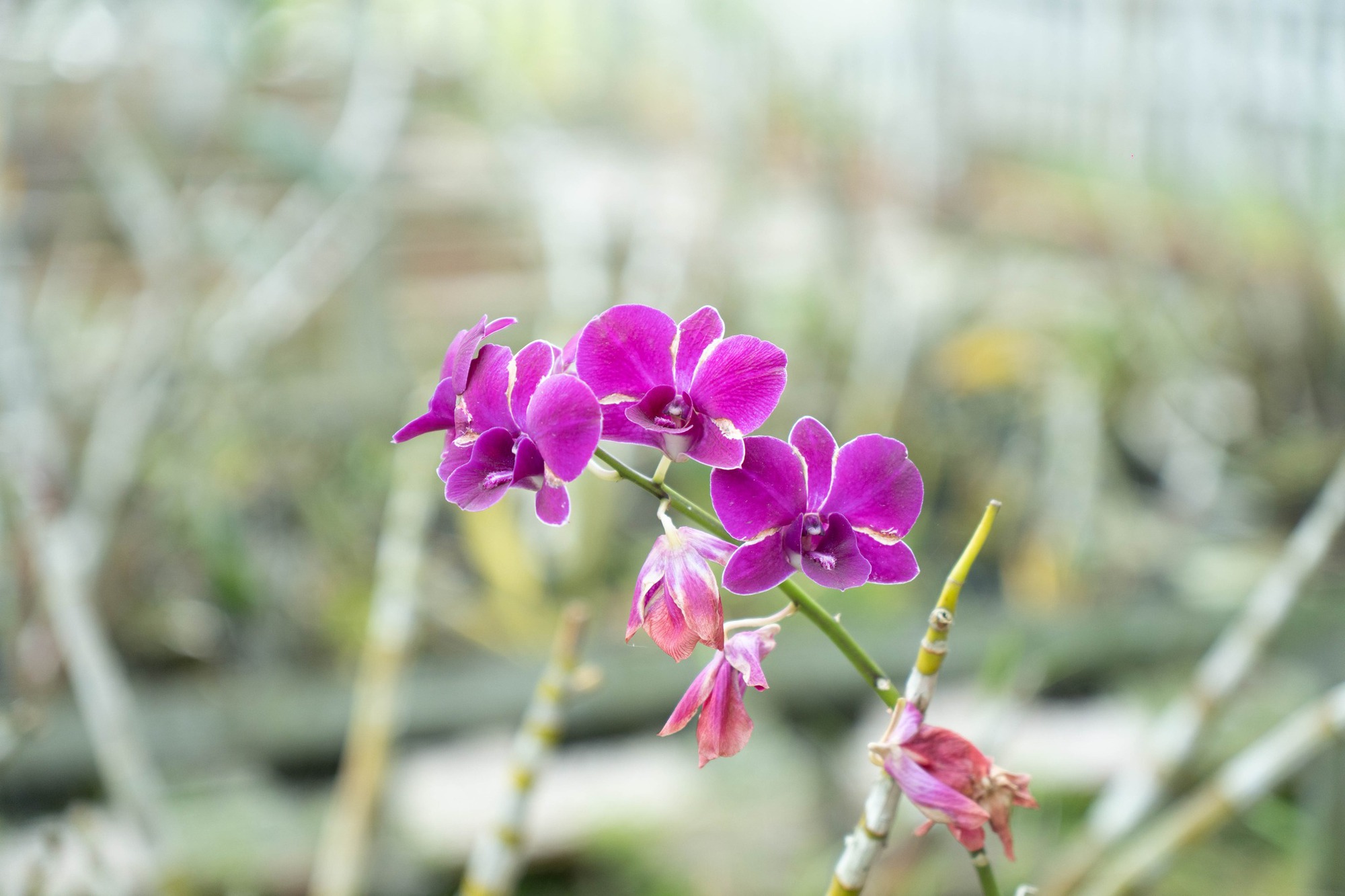 Trường c&ocirc;ng lập g&igrave; m&agrave; như resort thế n&agrave;y? G&oacute;c n&agrave;o cũng đầy chất thơ khiến hơn 5 ngh&igrave;n người phải v&agrave;o xu&yacute;t xoa hết cỡ- Ảnh 21.