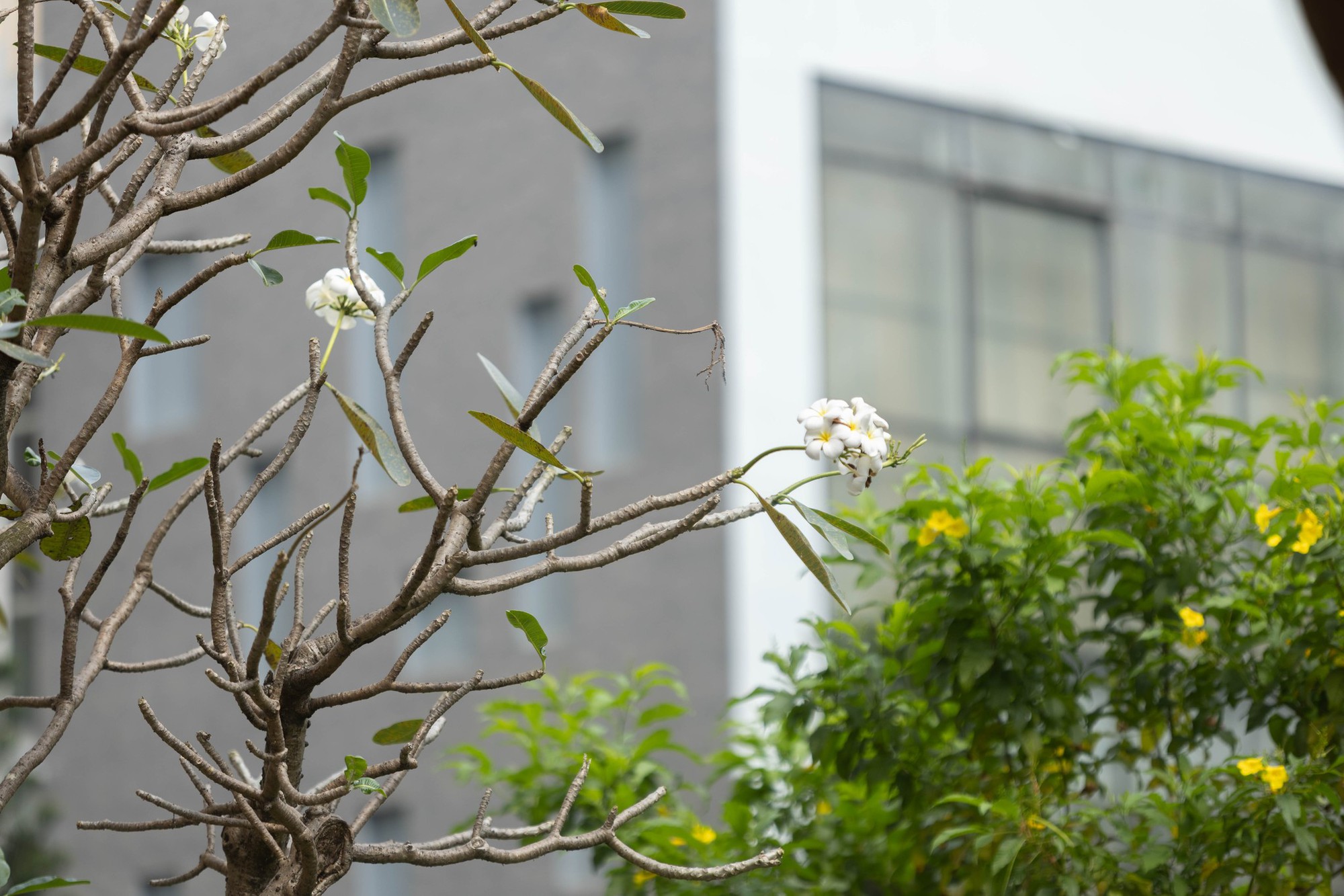 Trường c&ocirc;ng lập g&igrave; m&agrave; như resort thế n&agrave;y? G&oacute;c n&agrave;o cũng đầy chất thơ khiến hơn 5 ngh&igrave;n người phải v&agrave;o xu&yacute;t xoa hết cỡ- Ảnh 3.