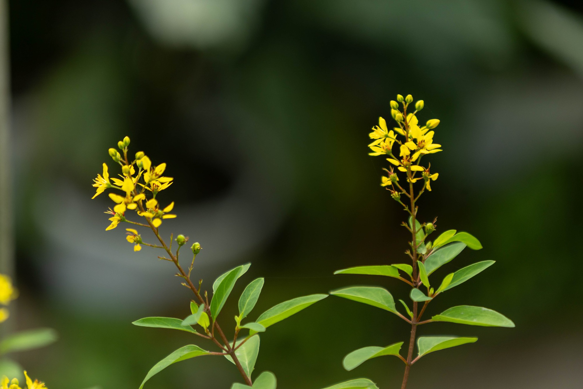 Trường c&ocirc;ng lập g&igrave; m&agrave; như resort thế n&agrave;y? G&oacute;c n&agrave;o cũng đầy chất thơ khiến hơn 5 ngh&igrave;n người phải v&agrave;o xu&yacute;t xoa hết cỡ- Ảnh 15.