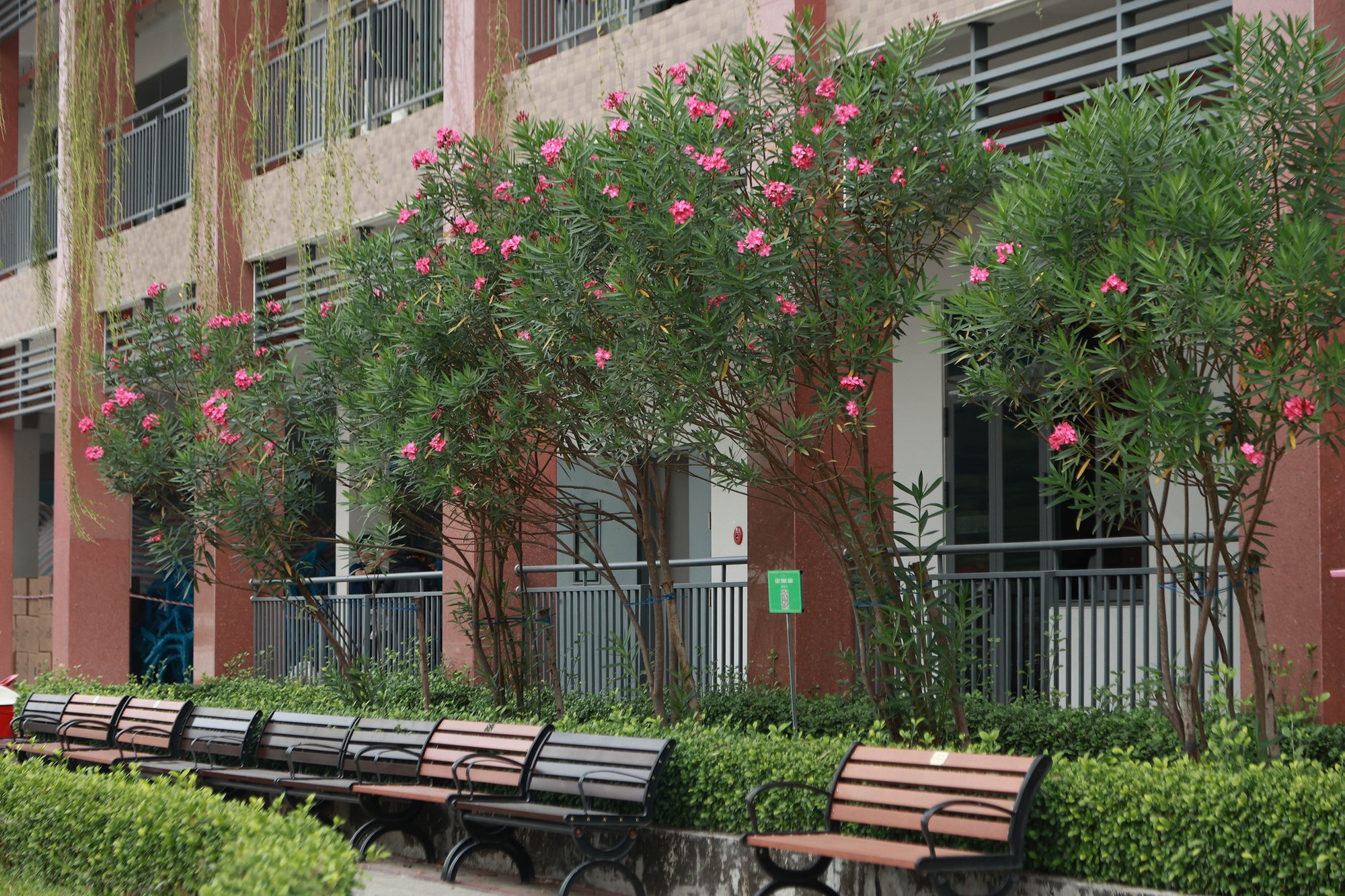 Trường c&ocirc;ng lập g&igrave; m&agrave; như resort thế n&agrave;y? G&oacute;c n&agrave;o cũng đầy chất thơ khiến hơn 5 ngh&igrave;n người phải v&agrave;o xu&yacute;t xoa hết cỡ- Ảnh 4.