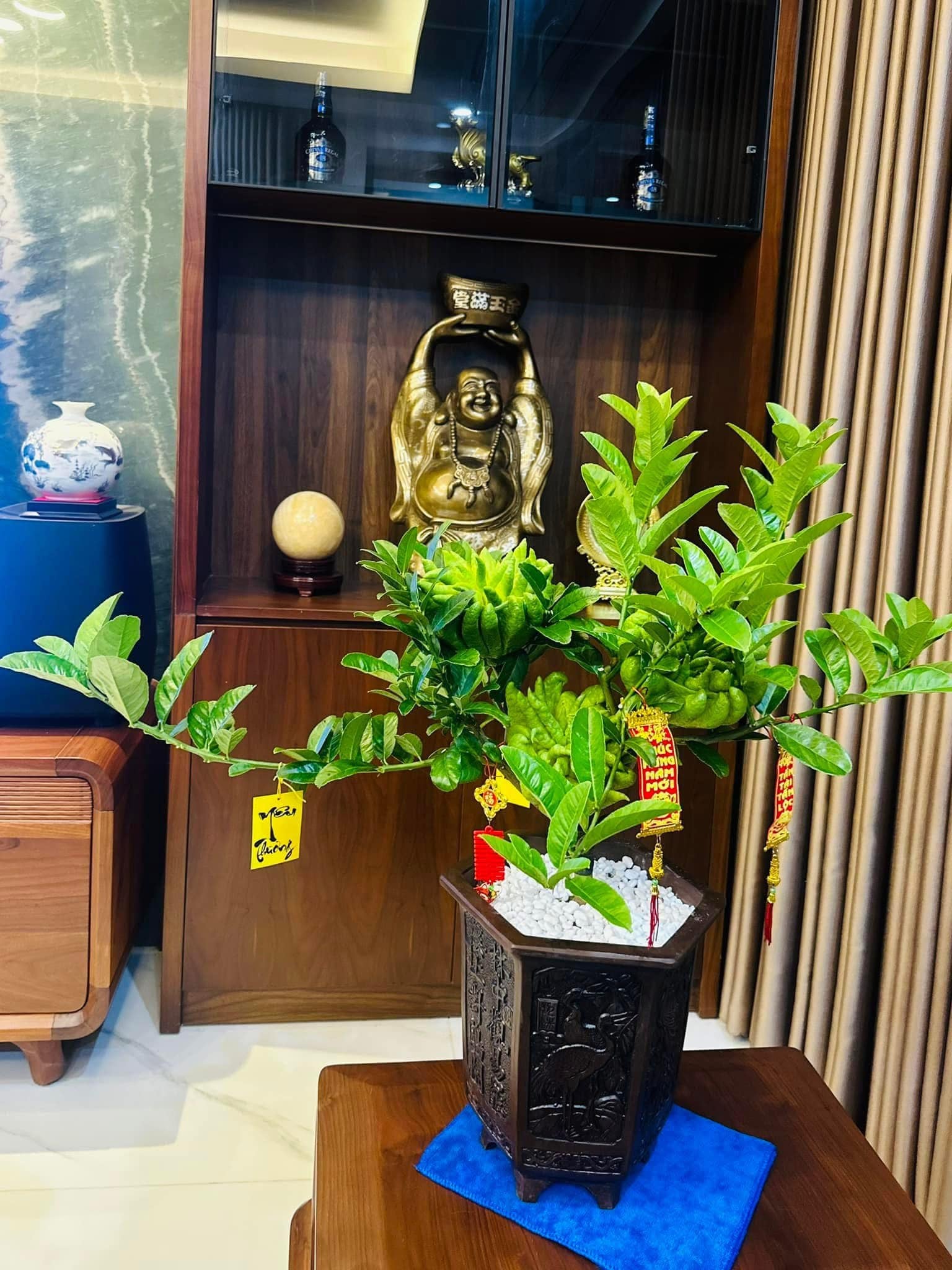 Nh&agrave; trồng 3 loại c&acirc;y n&agrave;y chẳng kh&aacute;c rước 