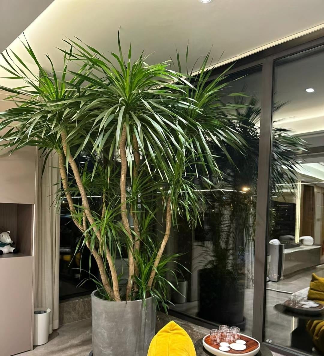 Nh&agrave; trồng 3 loại c&acirc;y n&agrave;y chẳng kh&aacute;c rước 