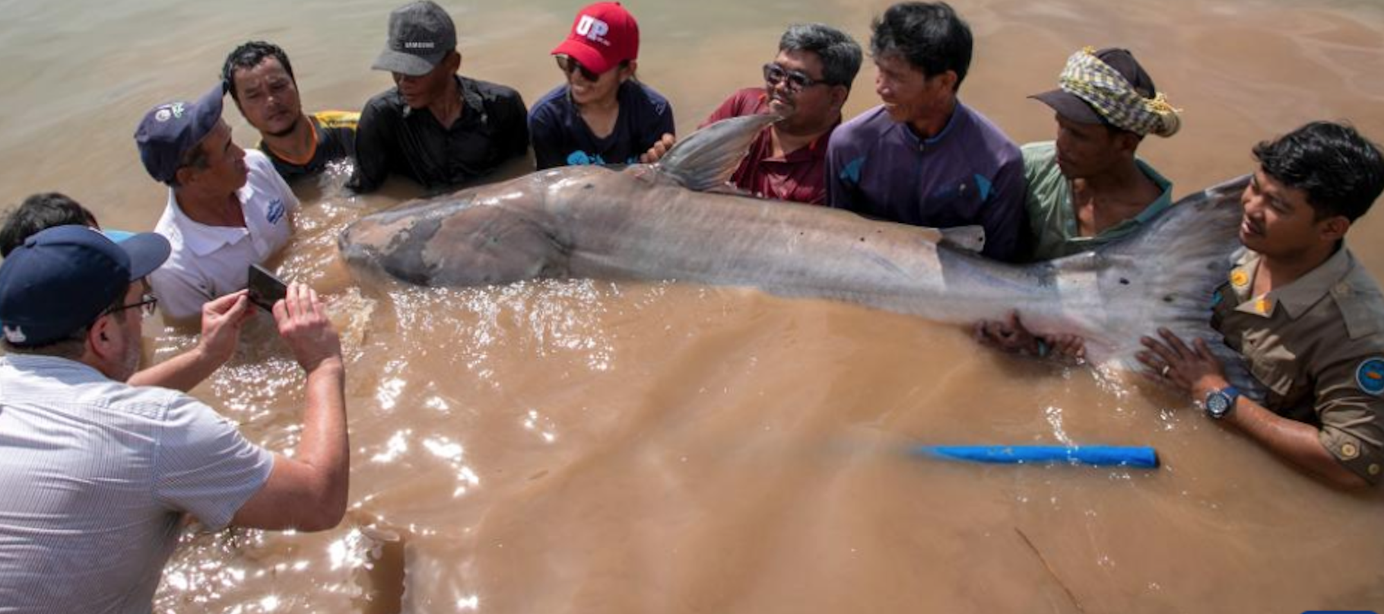 "Thủy qu&aacute;i" tưởng chỉ c&oacute; trong huyền thoại xuất hiện ở s&ocirc;ng Tiền giữa đ&ecirc;m- Ảnh 1.