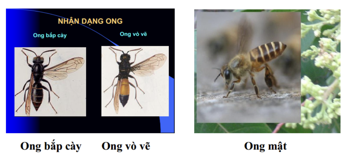 Người phụ nữ bị đ&agrave;n ong đốt nguy kịch d&ugrave; nhảy xuống s&ocirc;ng- Ảnh 2.