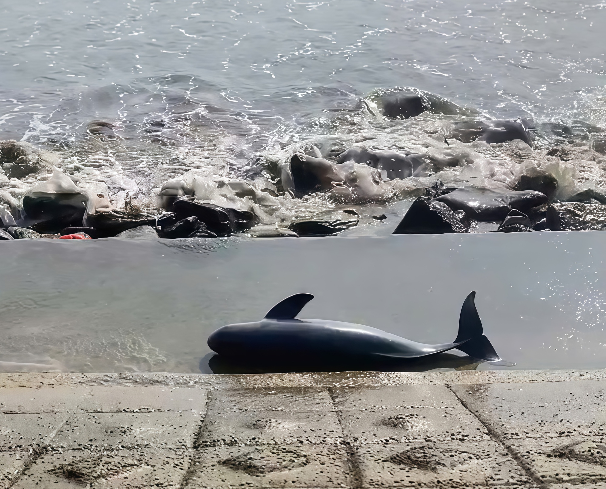 X&aacute;c c&aacute; voi nặng khoảng 40 kg tr&ocirc;i dạt v&agrave;o bờ biển Quảng Trị- Ảnh 1.