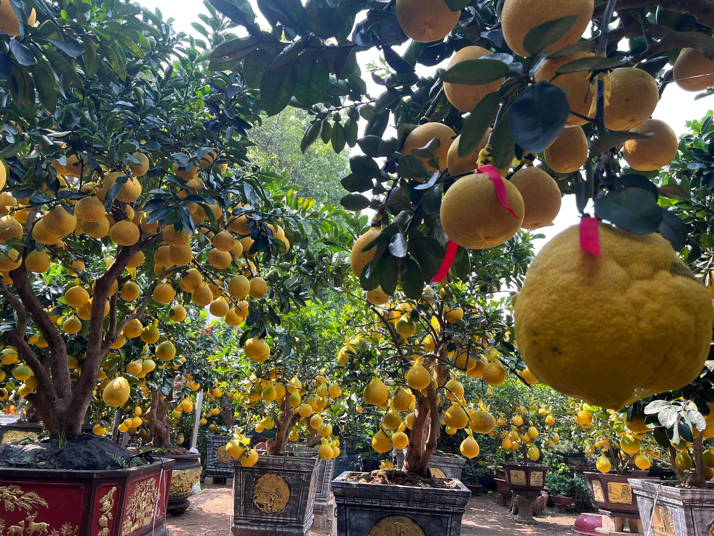 Đ&atilde; mắt ngắm vườn bưởi Diễn tiền tỷ mỗi năm tụ họp một lần tại TPHCM- Ảnh 1.