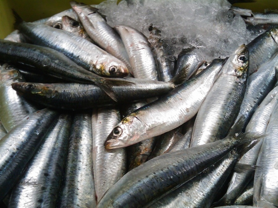 6 lo&agrave;i c&aacute; &iacute;t 