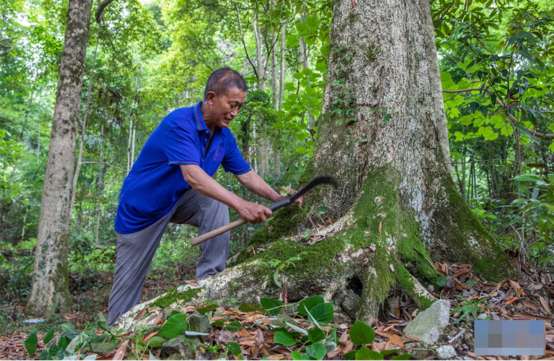 Thương gia mang hơn 900 tỷ đồng hỏi mua 3 cây gỗ trong vườn, lão nông dân đưa ra quyết định gây tranh cãi- Ảnh 1. Thương gia mang hơn 900 tỷ đồng hỏi mua 3 cây gỗ trong vườn, lão nông dân đưa ra quyết định gây tranh cãi- Ảnh 1.