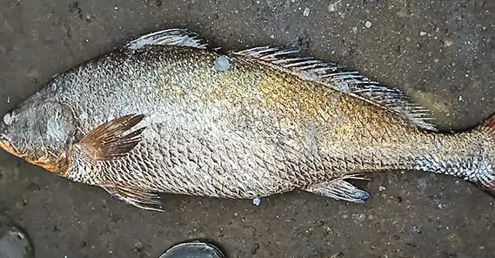 Bắt được con c&aacute; nặng 25kg, ngư d&acirc;n liền b&aacute;n với gi&aacute; 115 triệu đồng- Ảnh 1.