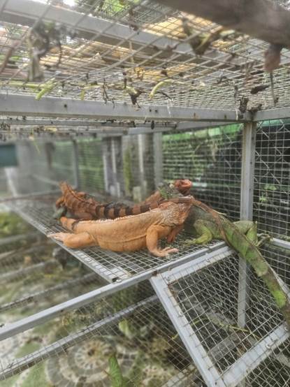 Nu&ocirc;i "rồng" ở TPHCM: Th&uacute; chơi đắt đỏ vi phạm ph&aacute;p luật- Ảnh 3.