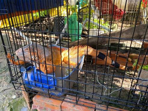 Nu&ocirc;i "rồng" ở TPHCM: Th&uacute; chơi đắt đỏ vi phạm ph&aacute;p luật- Ảnh 1.