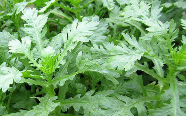 Loại rau được đ&aacute;nh gi&aacute; "tốt nhất thế giới", h&oacute;a ra chợ Việt b&aacute;n nhiều gi&aacute; cực rẻ- Ảnh 2.