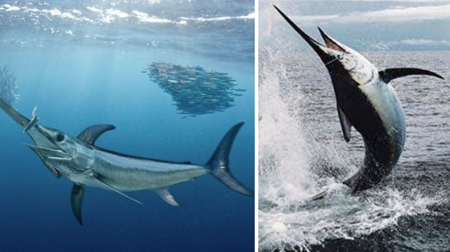 5 loại c&aacute; t&iacute;ch tụ thủy ng&acirc;n nhiều bậc nhất- Ảnh 1.