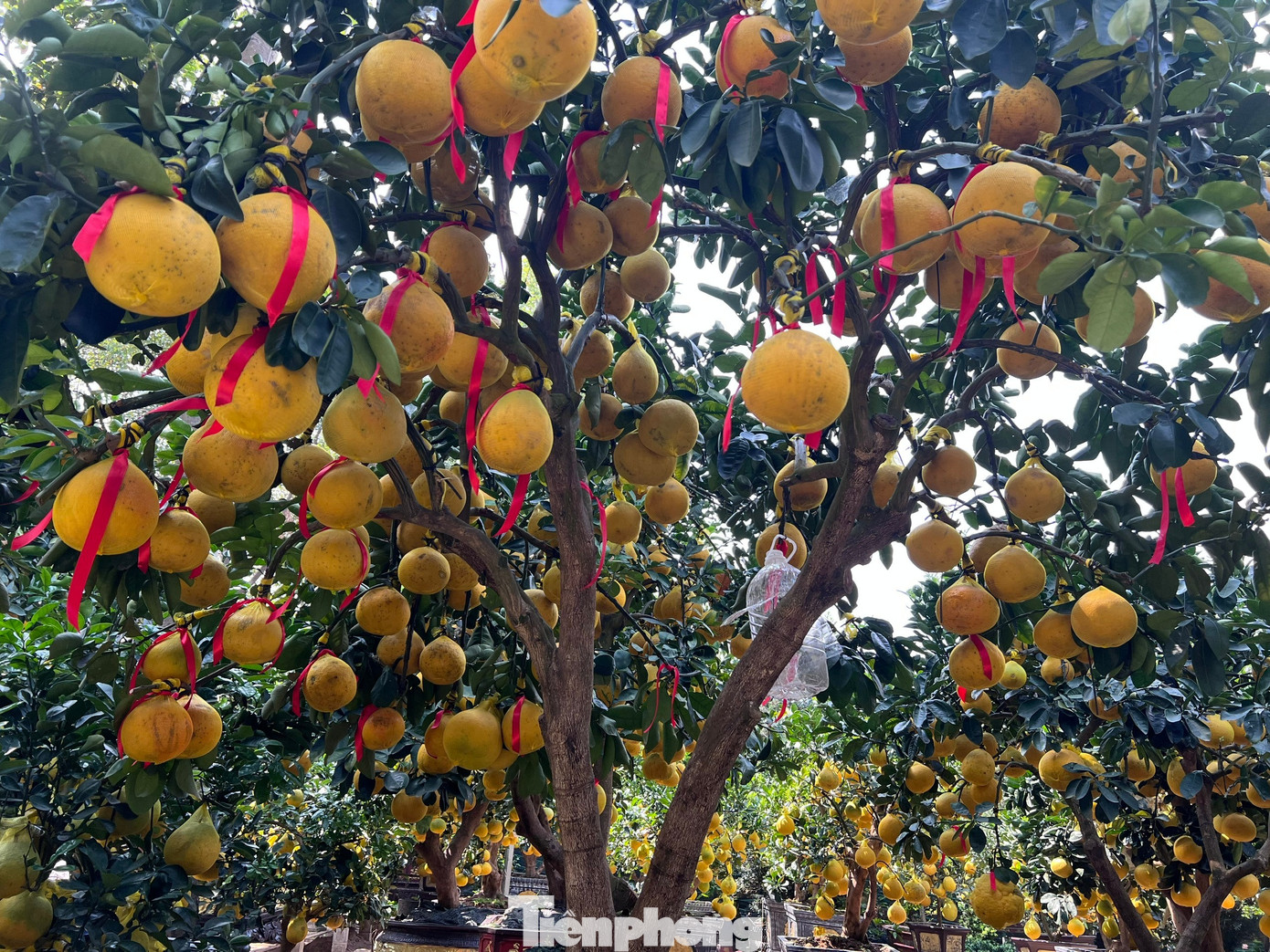 Đ&atilde; mắt ngắm vườn bưởi Diễn tiền tỷ mỗi năm tụ họp một lần tại TPHCM- Ảnh 6.