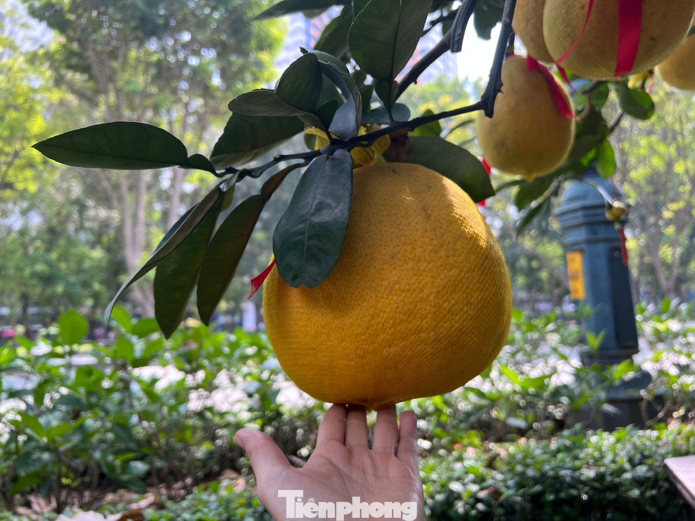Đ&atilde; mắt ngắm vườn bưởi Diễn tiền tỷ mỗi năm tụ họp một lần tại TPHCM- Ảnh 7.