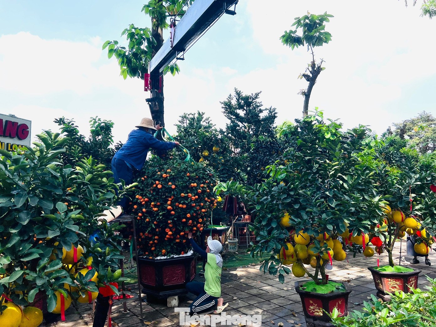 Đ&atilde; mắt ngắm vườn bưởi Diễn tiền tỷ mỗi năm tụ họp một lần tại TPHCM- Ảnh 10.